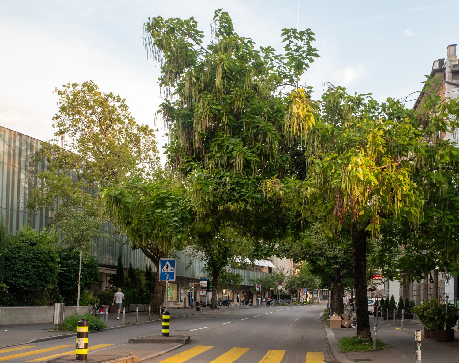 A catalpa tree in Altstetterstrasse in Zürich: above a street with a zebra crossing, a tree, planted on the sidewalk, grows a canopy over the road. Long "beanpods" are hanging from the tree.