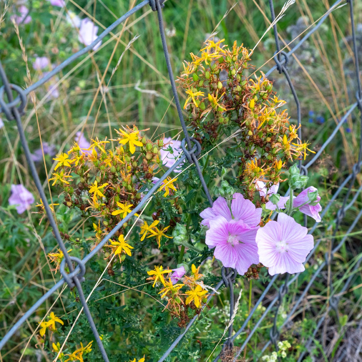 Pink-purple flowers (malva alcea) and yellow flowers (hypericum perforatum) growing on a wire fence