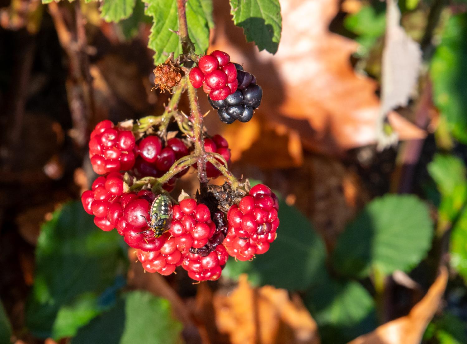 A southern green stink bug on a bunch of red blackberries. The bug is green with golden dots on its back and a line of red/brown dots around it. The bug is seen from the top and the side.