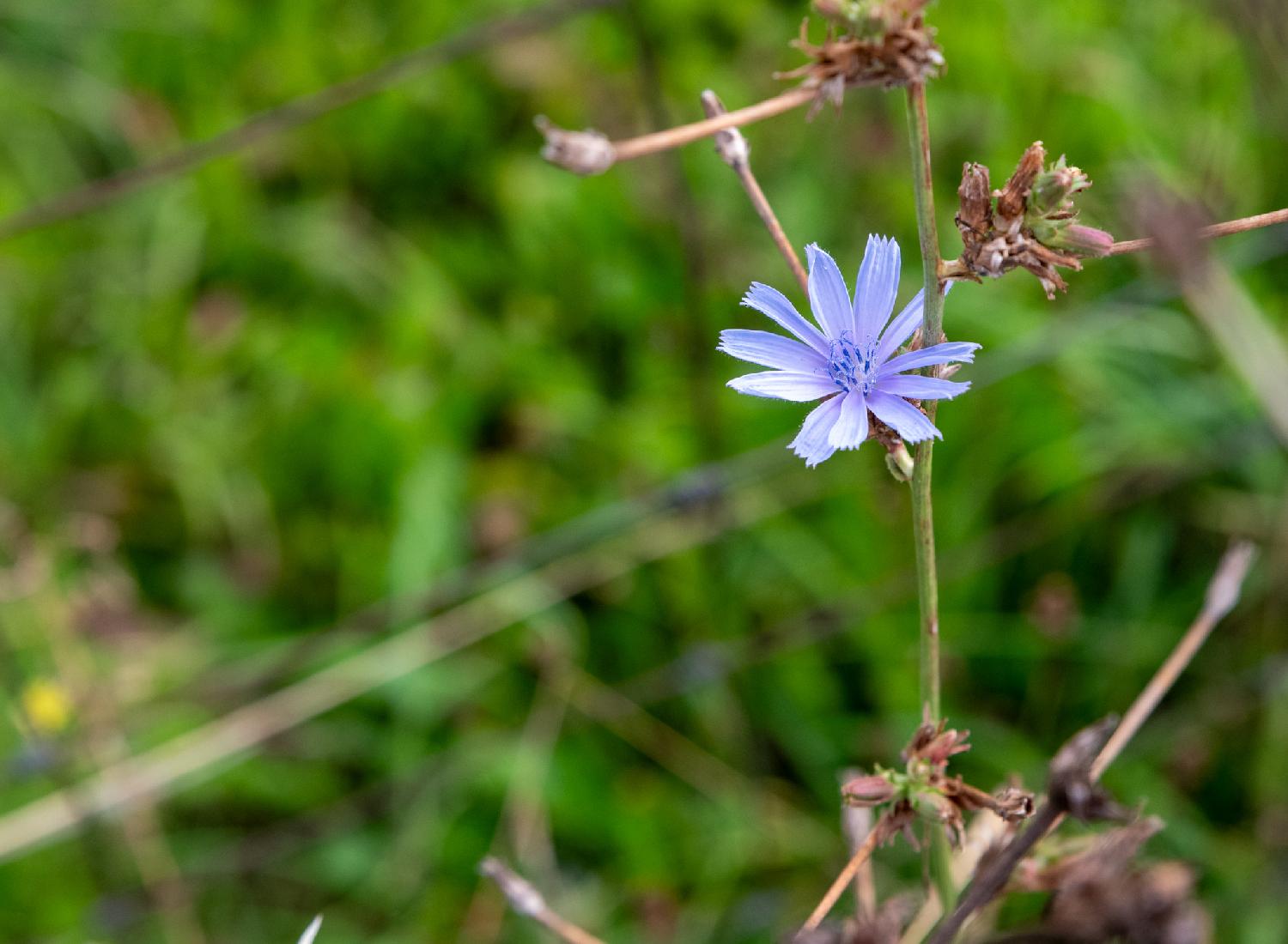 Common chicory flower: a light blue flower with 11 petals, in front of a blurry green background.