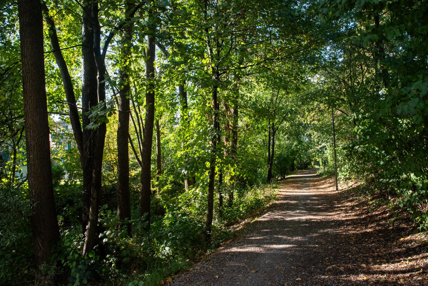 Am Katzenbach in Zürich: a path between trees, with a building barely visible through the trees on the right of the image.