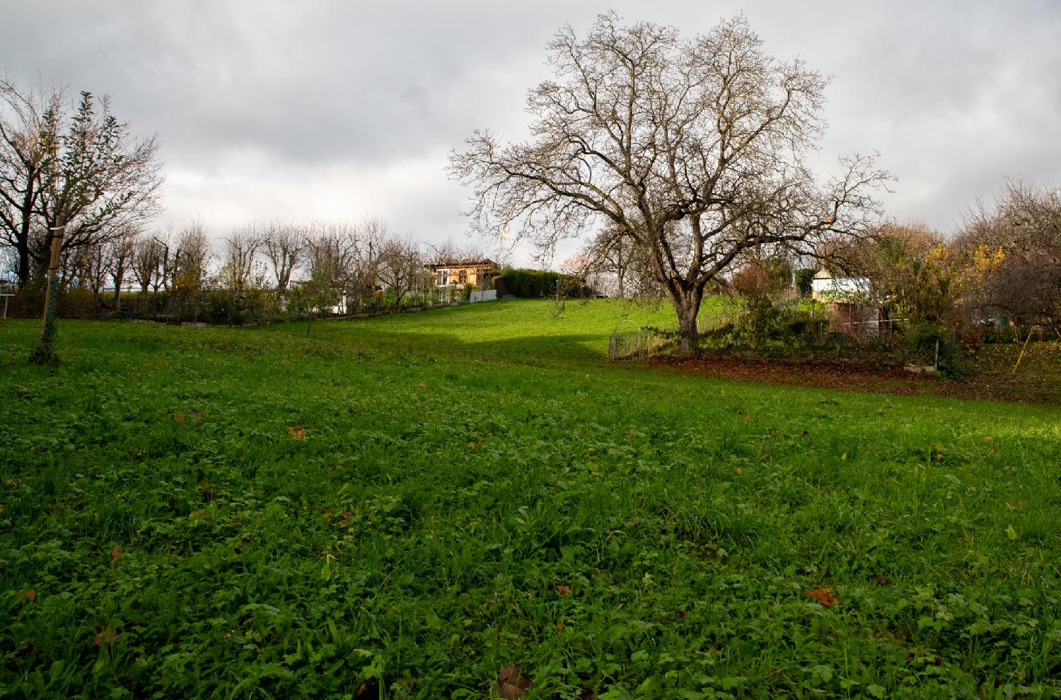 The end of an allotment area: we see a few gardens, a bit of meadow, and a few trees.