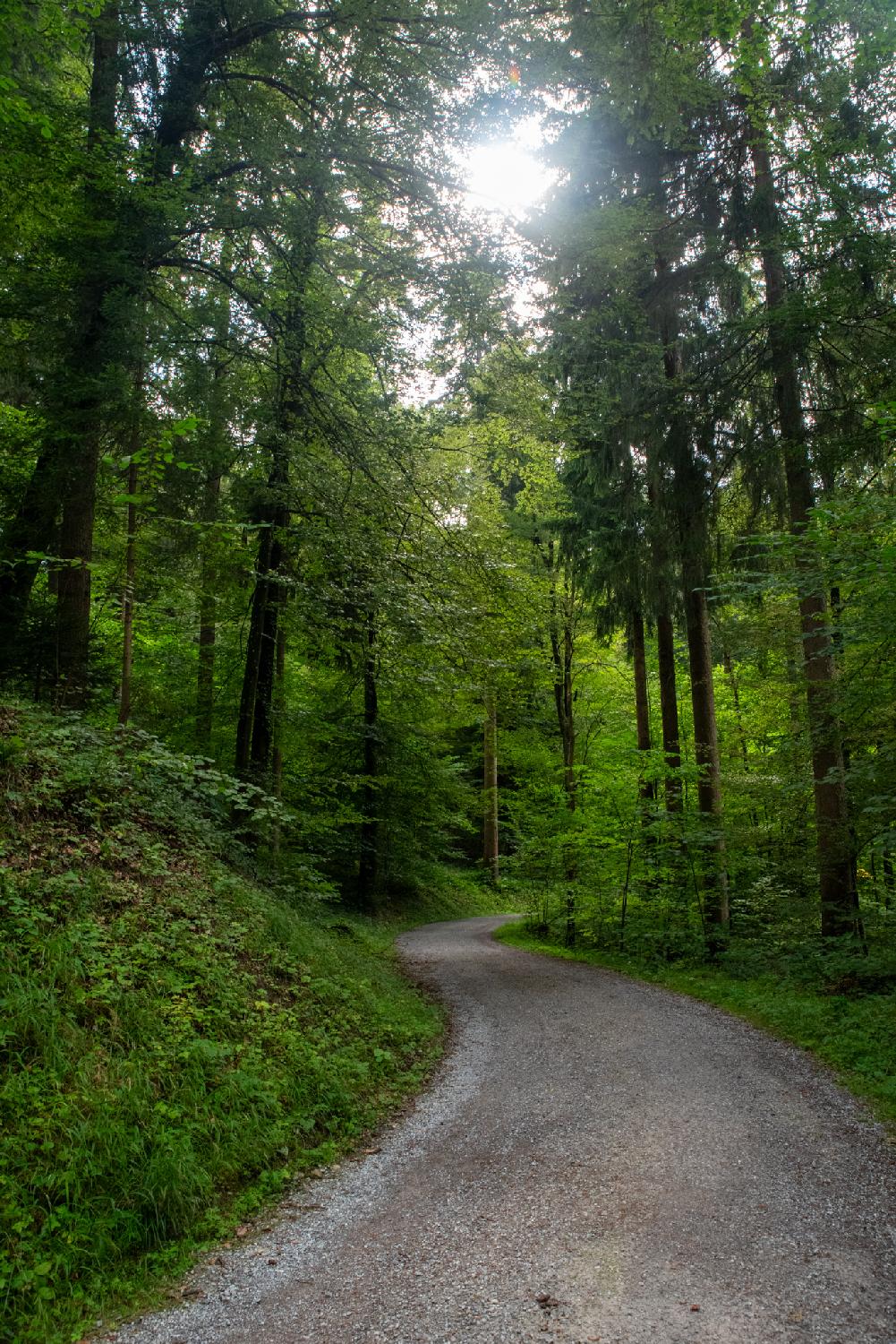 A gravel forest path between trees with the sun shining through