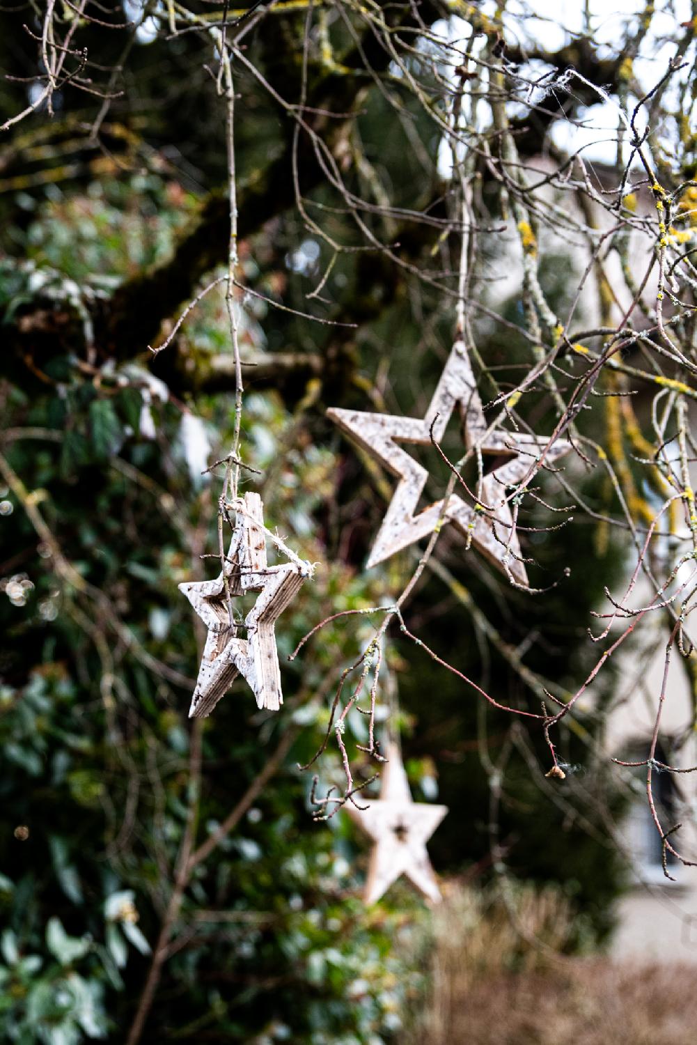 Wooden Christmas stars, attached with strings on a tree outside. It looks like they've been out for a while because they are quite weathered.