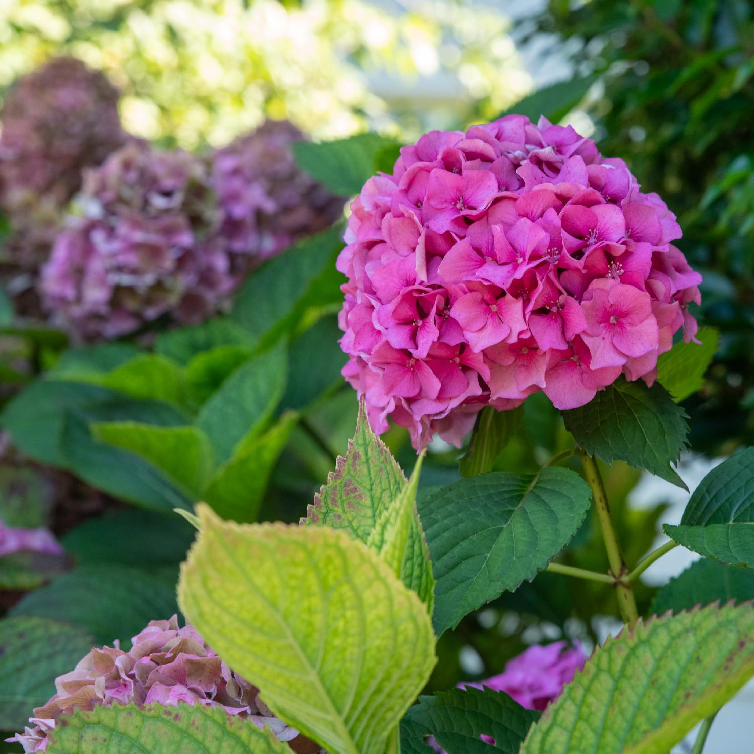 A bright pink ball flower made of many smaller flowers with 4 petals and a small heart.